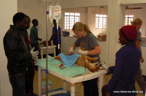 Spay / Neuter in Meru District, Arusha, Tanzania