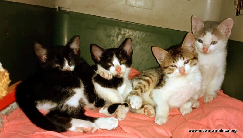 Kittens