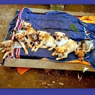 The Spice-Pups